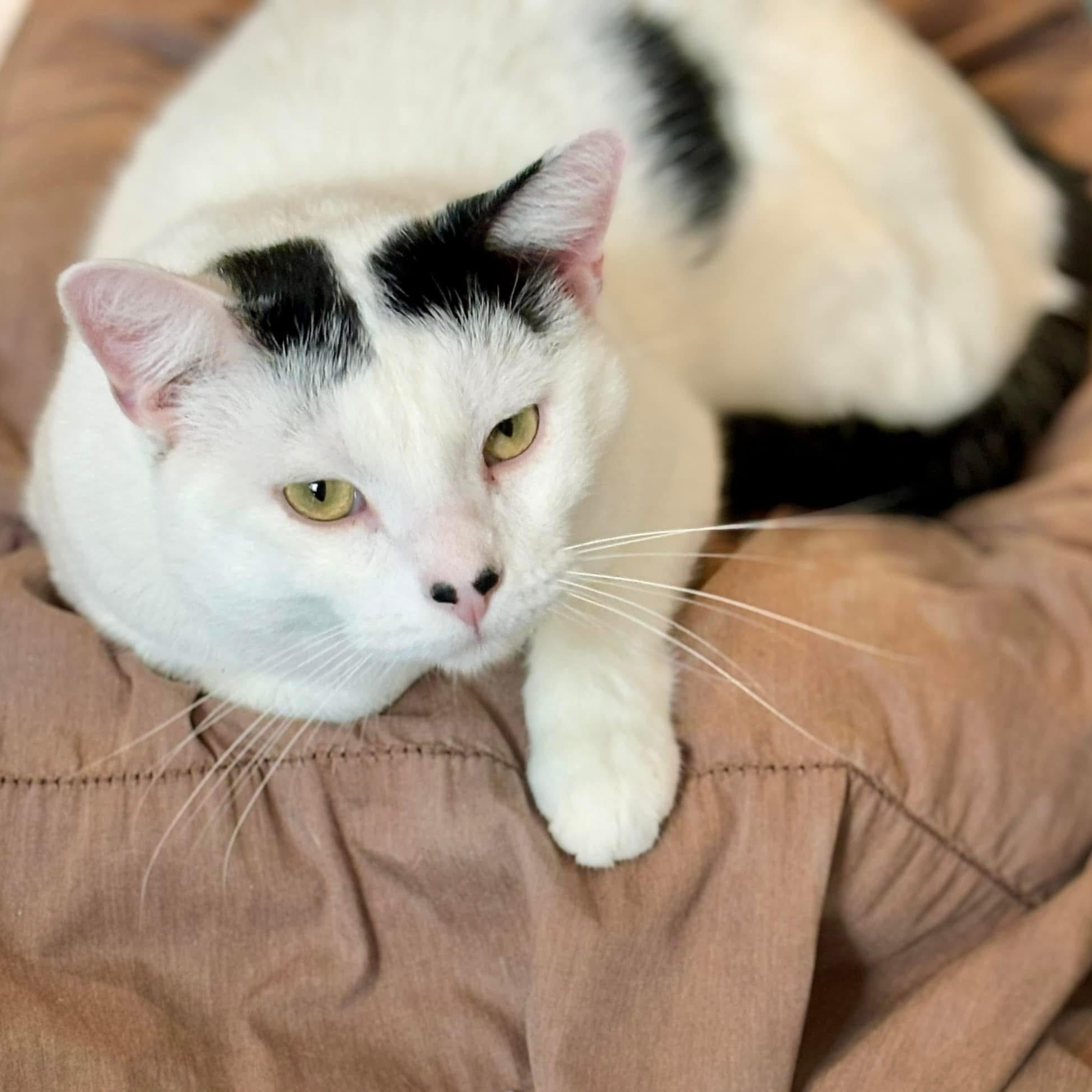 Enlarge Oreo V, a Adoptable Domestic Short Hair in Palatine, IL image 4/6