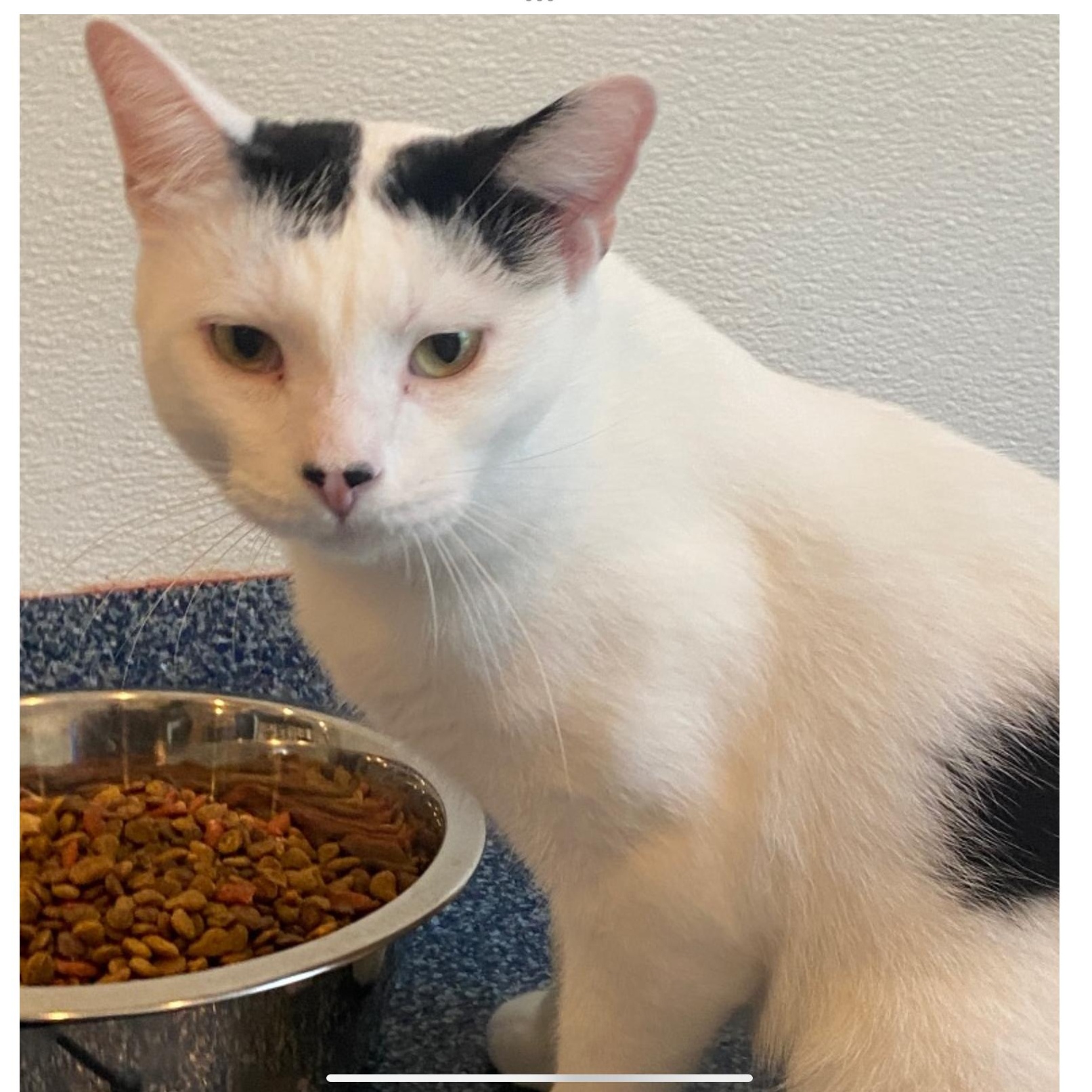 Enlarge Oreo V, a Adoptable Domestic Short Hair in Palatine, IL image 6/6