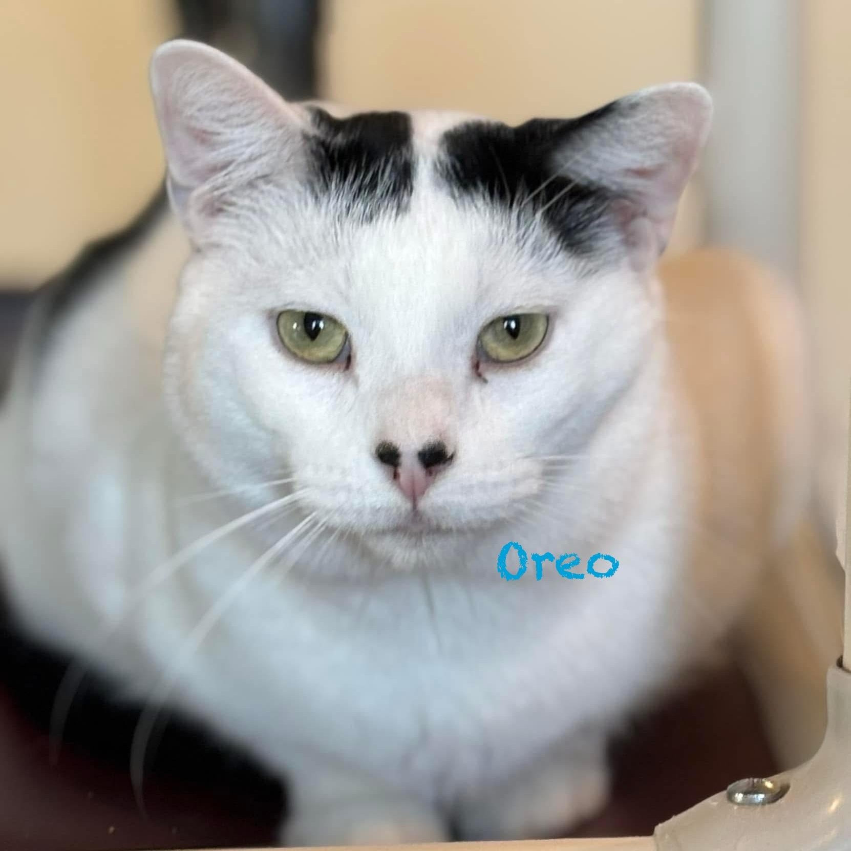 Enlarge Oreo V, a Adoptable Domestic Short Hair in Palatine, IL image 2/6