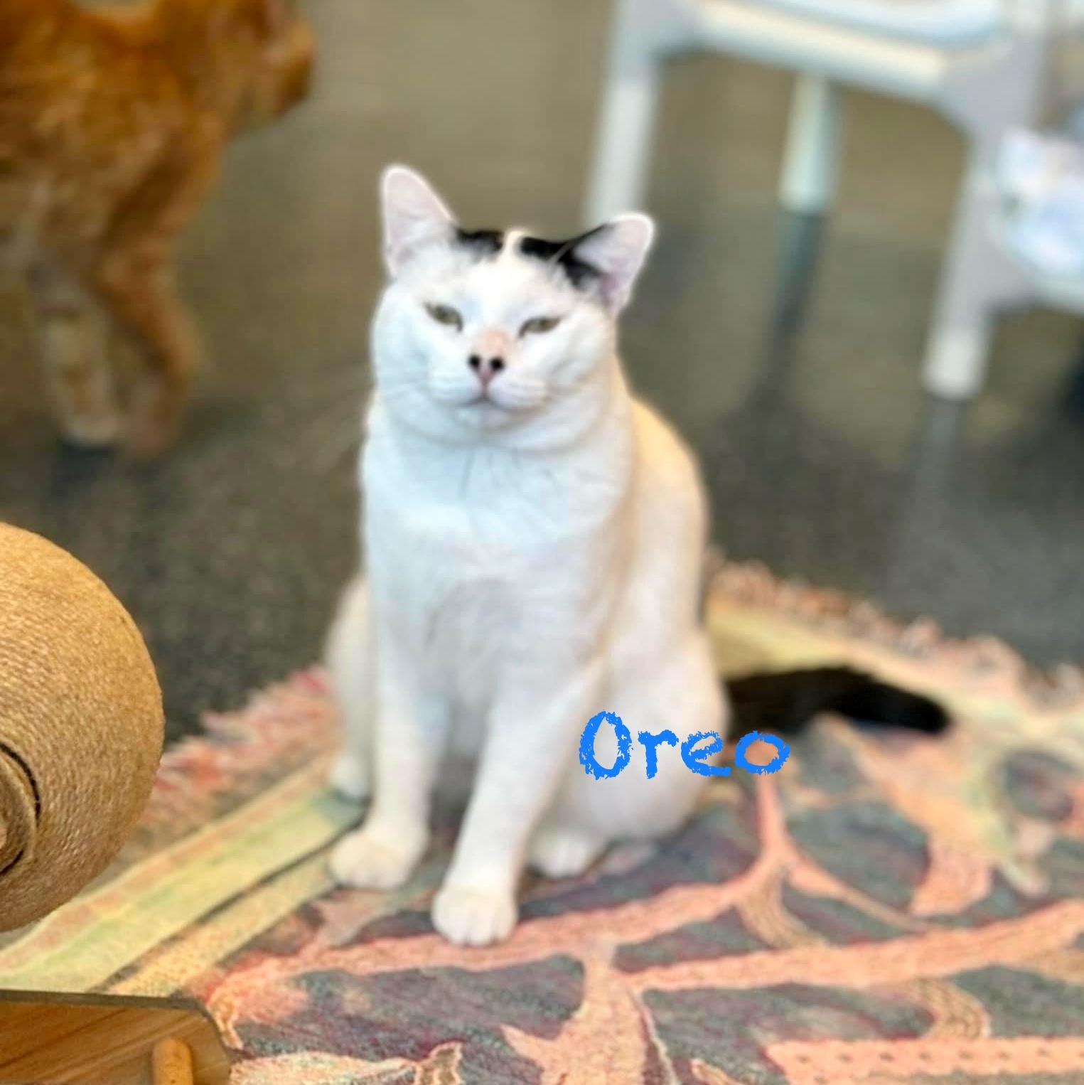 Enlarge Oreo V, a Adoptable Domestic Short Hair in Palatine, IL image 5/6