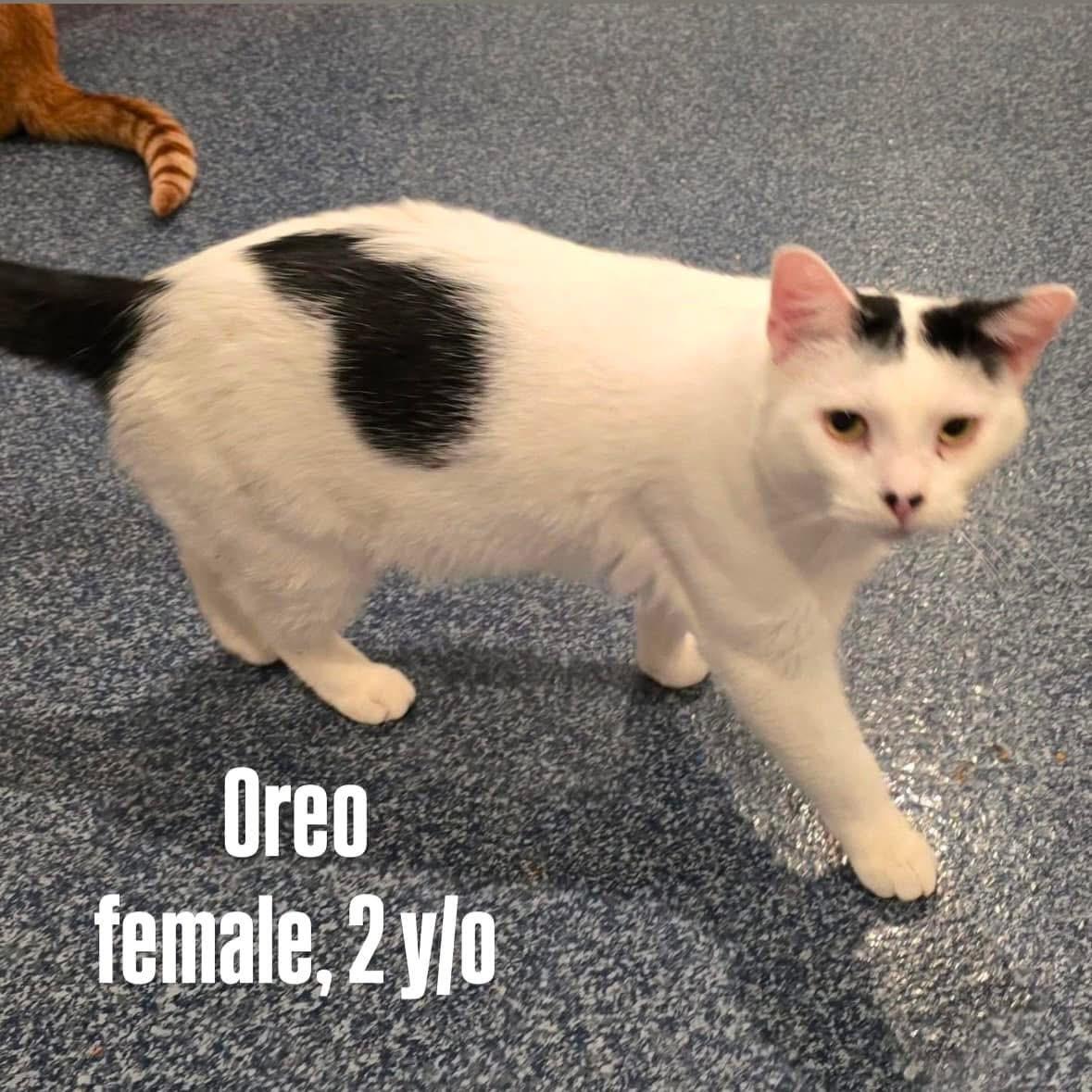 Enlarge Oreo V, a Adoptable Domestic Short Hair in Palatine, IL image 3/6
