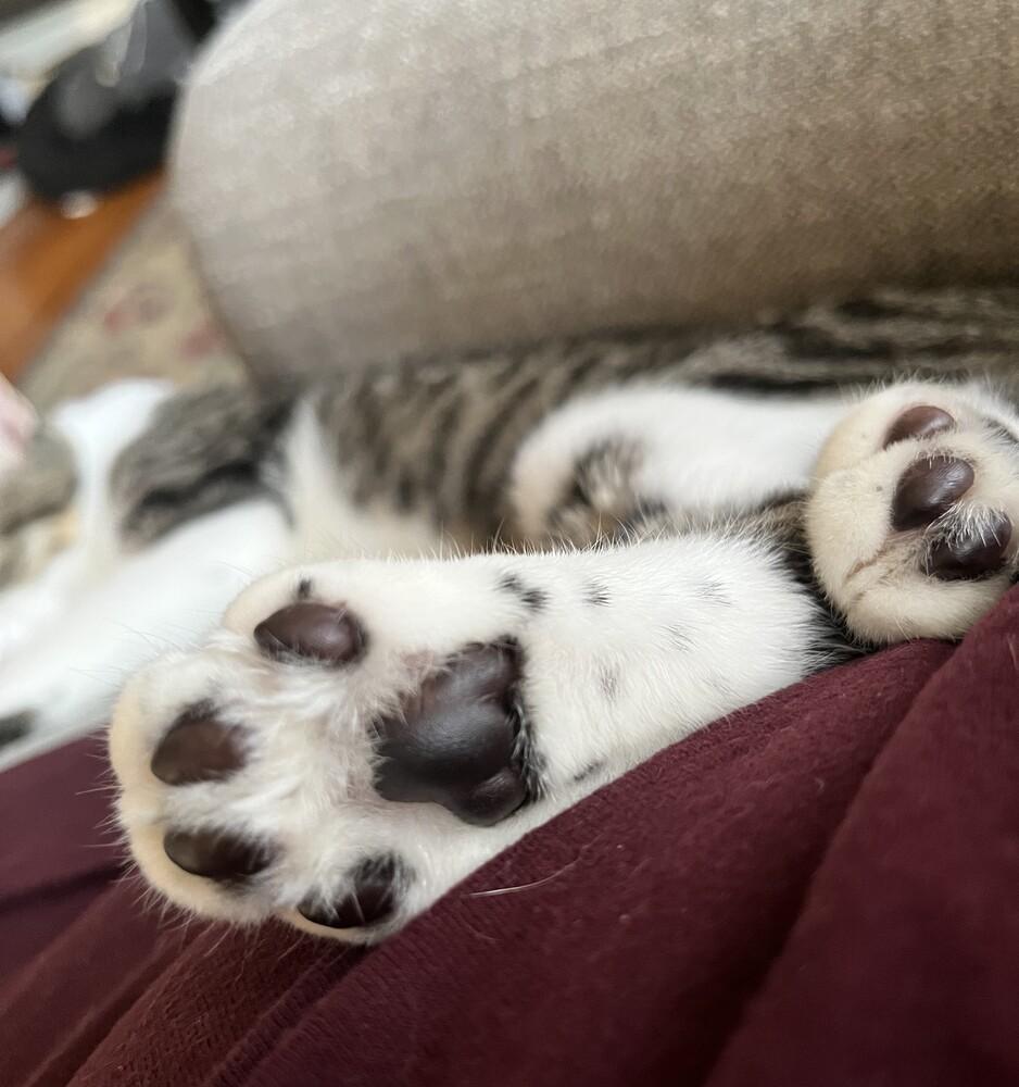 Bugsy (female), Adoptable, Kitten Female Domestic Short Hair & Tabby.