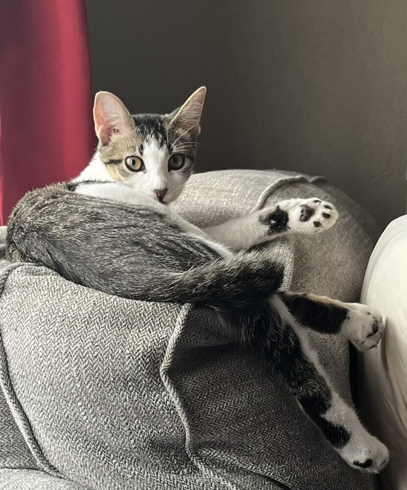 Enlarge Bugsy (female), a Adoptable mixed breed in Little Rock, AR image 2/4