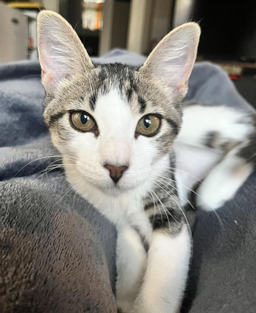 Enlarge Bugsy (female), a Adoptable mixed breed in Little Rock, AR image 3/4