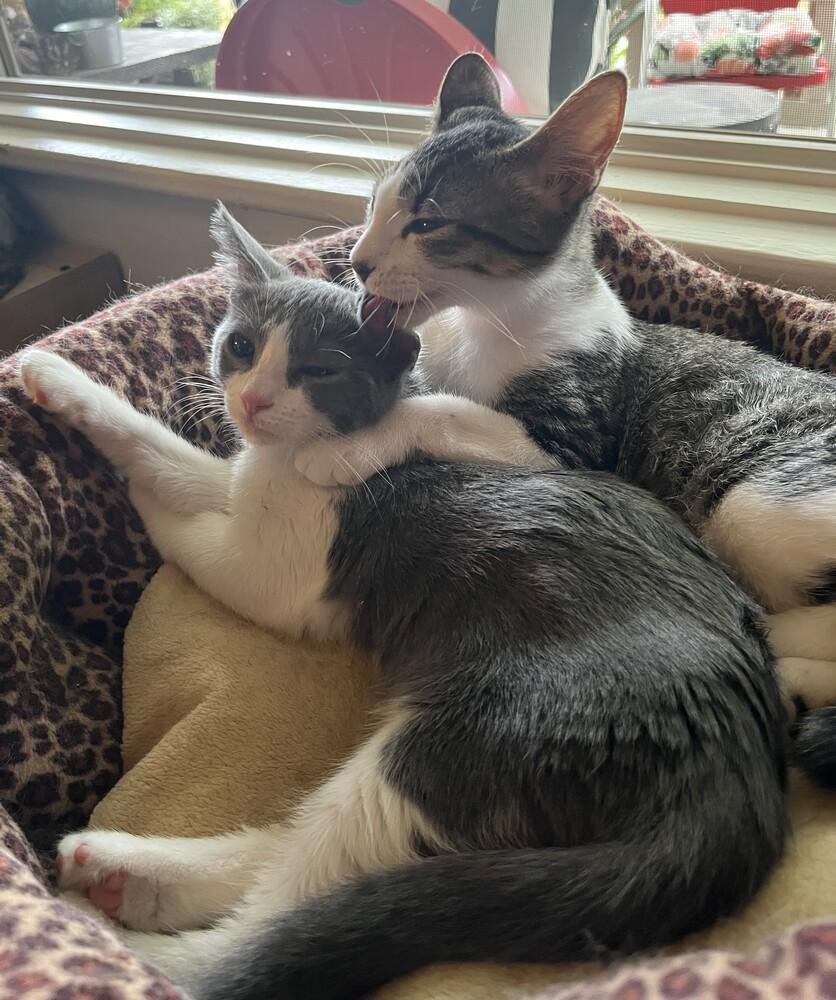 Enlarge Bugsy (female), a Adoptable mixed breed in Little Rock, AR image 4/4