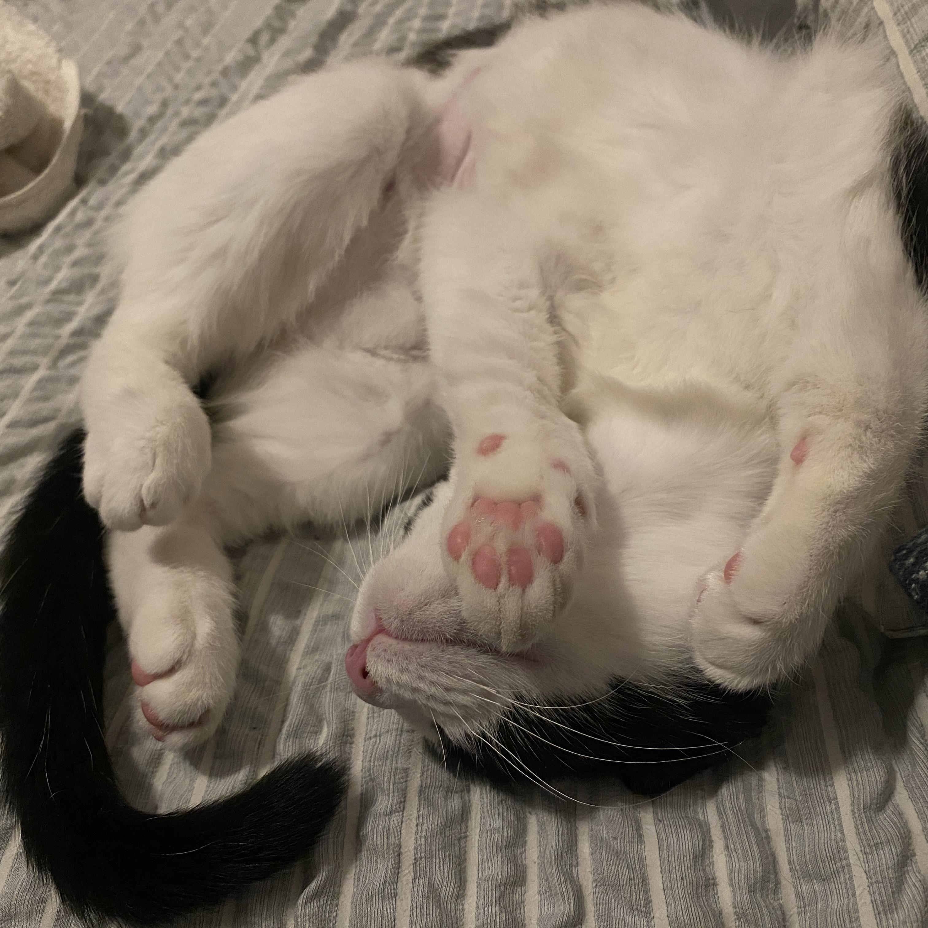 Enlarge George, a Adoptable American Shorthair in New York, NY image 4/6
