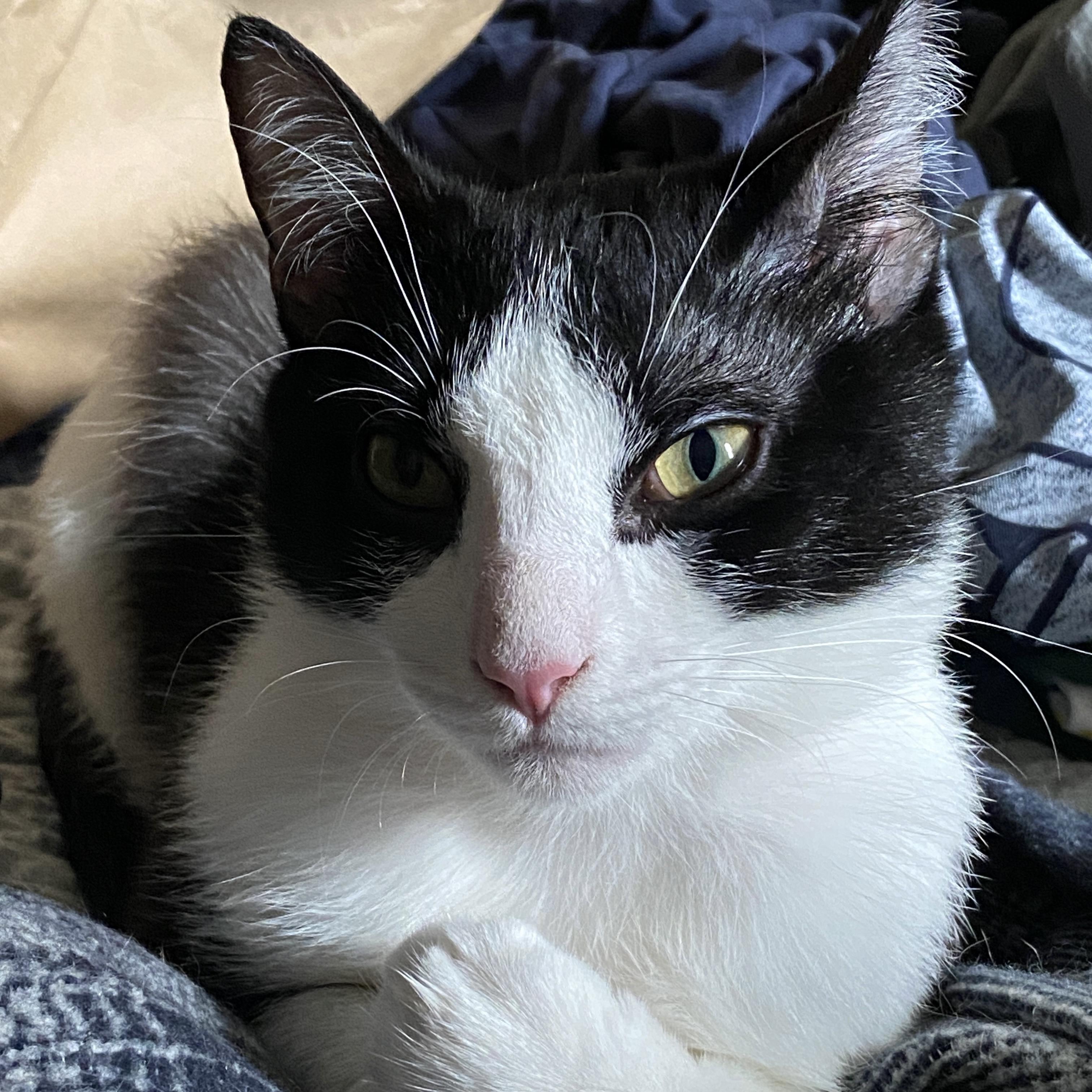 Enlarge George, a Adoptable American Shorthair in New York, NY image 3/6