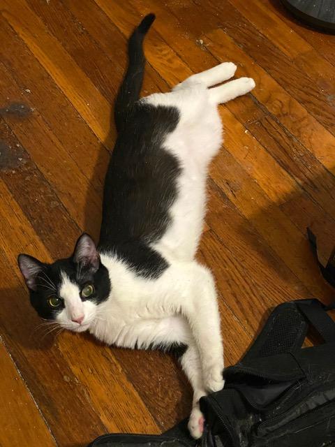 Enlarge George, a Adoptable American Shorthair in New York, NY image 6/6