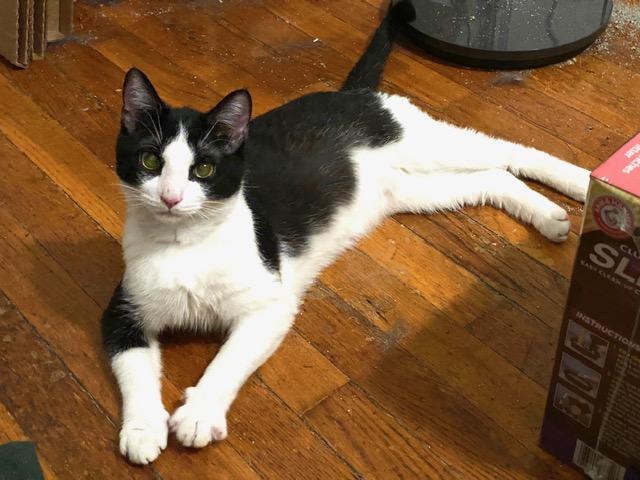 Enlarge George, a Adoptable American Shorthair in New York, NY image 2/6