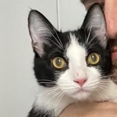 Enlarge George, a Adoptable American Shorthair in New York, NY image 1/6