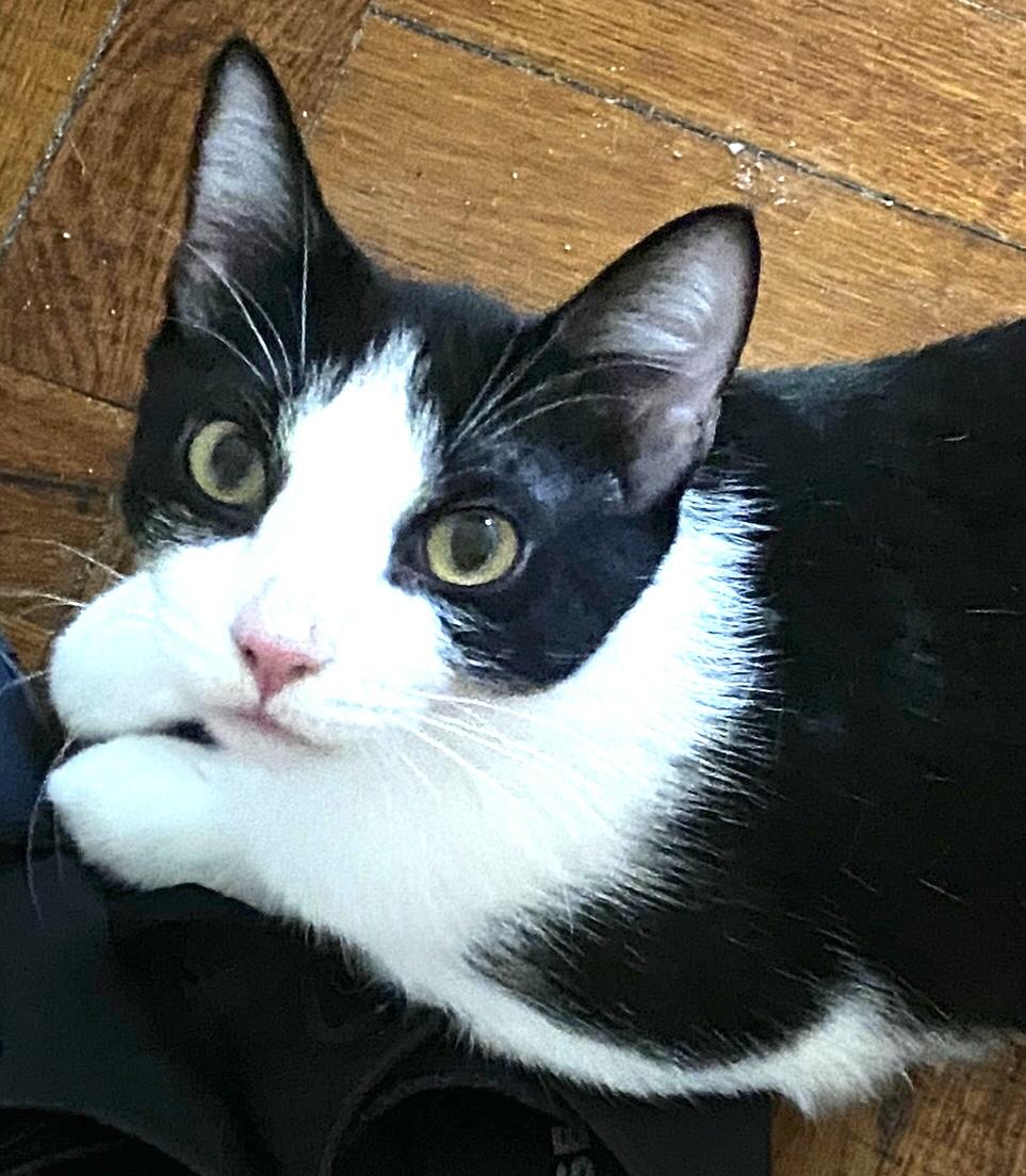 Enlarge George, a Adoptable American Shorthair in New York, NY image 1/6