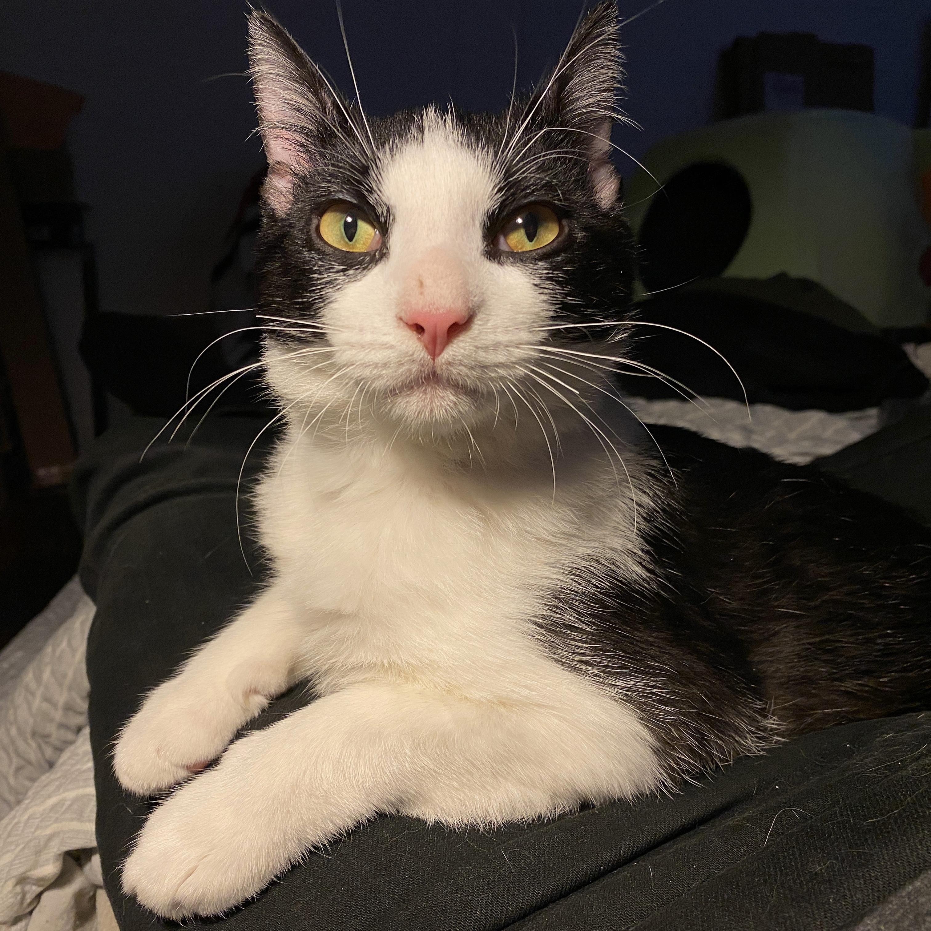 Enlarge George, a Adoptable American Shorthair in New York, NY image 5/6