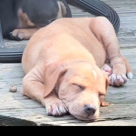 Enlarge Beverly, a Adopted Mixed Breed in East Peoria, IL image 3/3