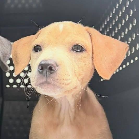 Beverly, Adopted, Puppy Female Mixed Breed.