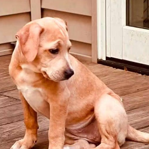 Enlarge Beverly, a Adopted Mixed Breed in East Peoria, IL image 2/3