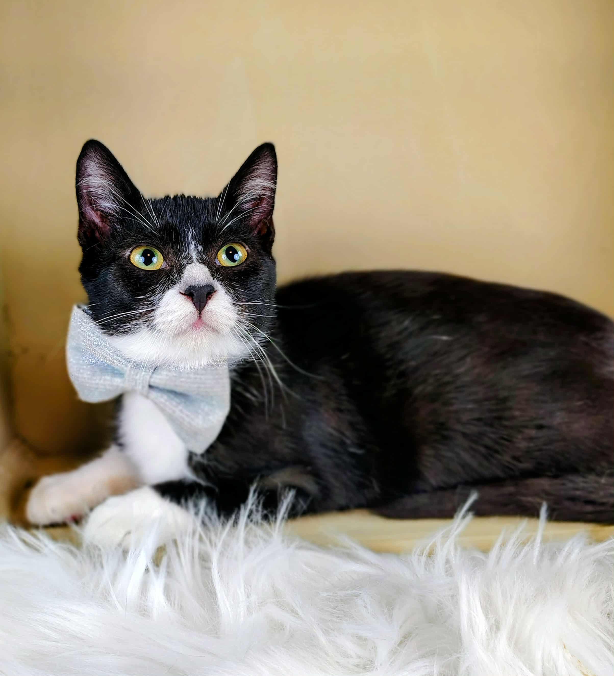 Enlarge Kirk, a Adoptable Domestic Short Hair in Webster, TX image 3/5