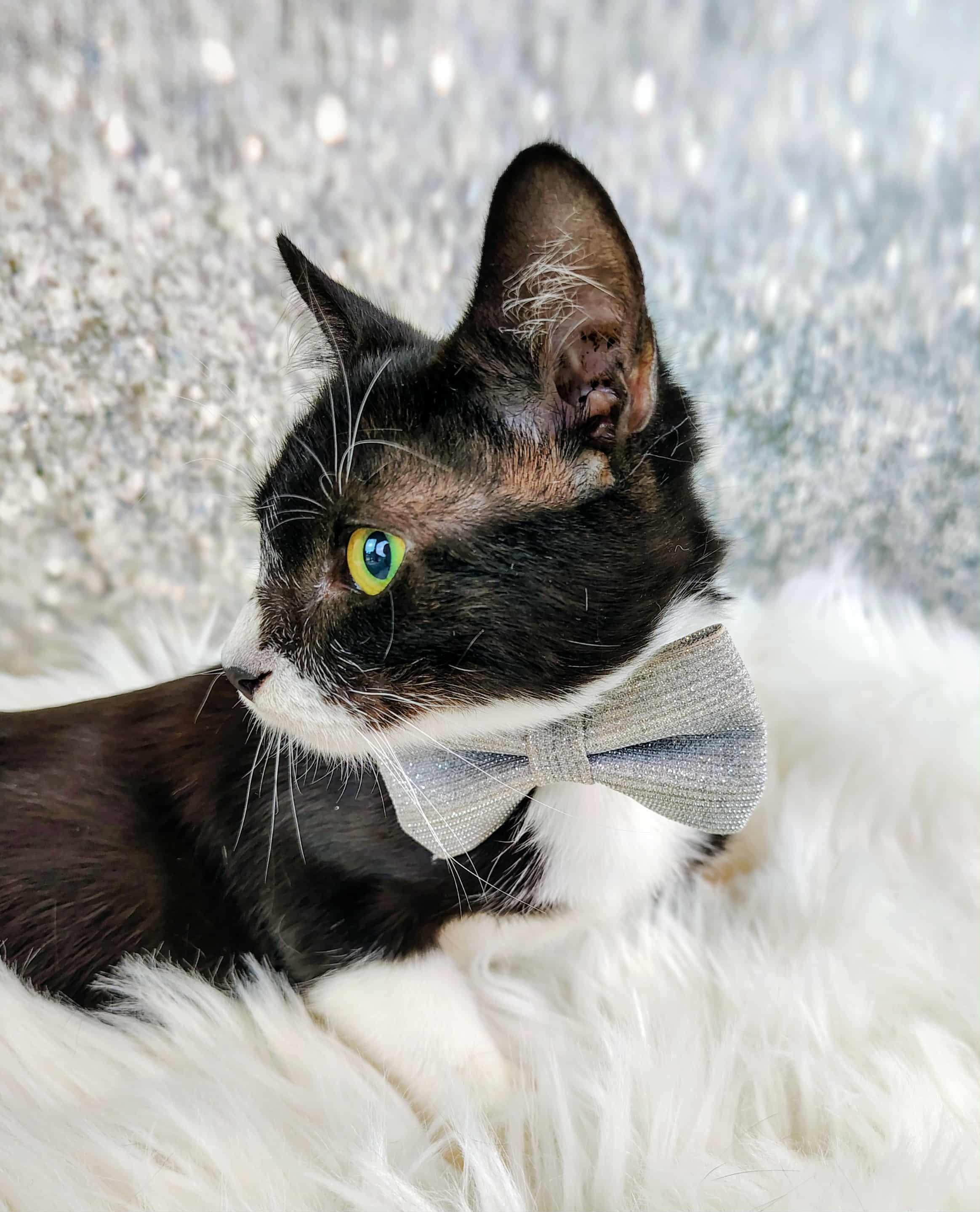 Enlarge Kirk, a Adoptable Domestic Short Hair in Webster, TX image 4/5