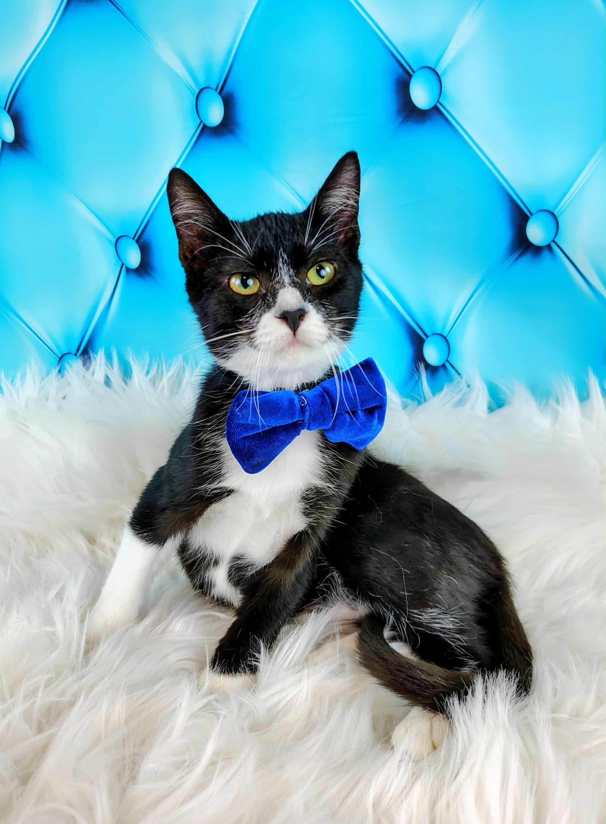 Enlarge Kirk, a Adoptable Domestic Short Hair in Webster, TX image 1/5