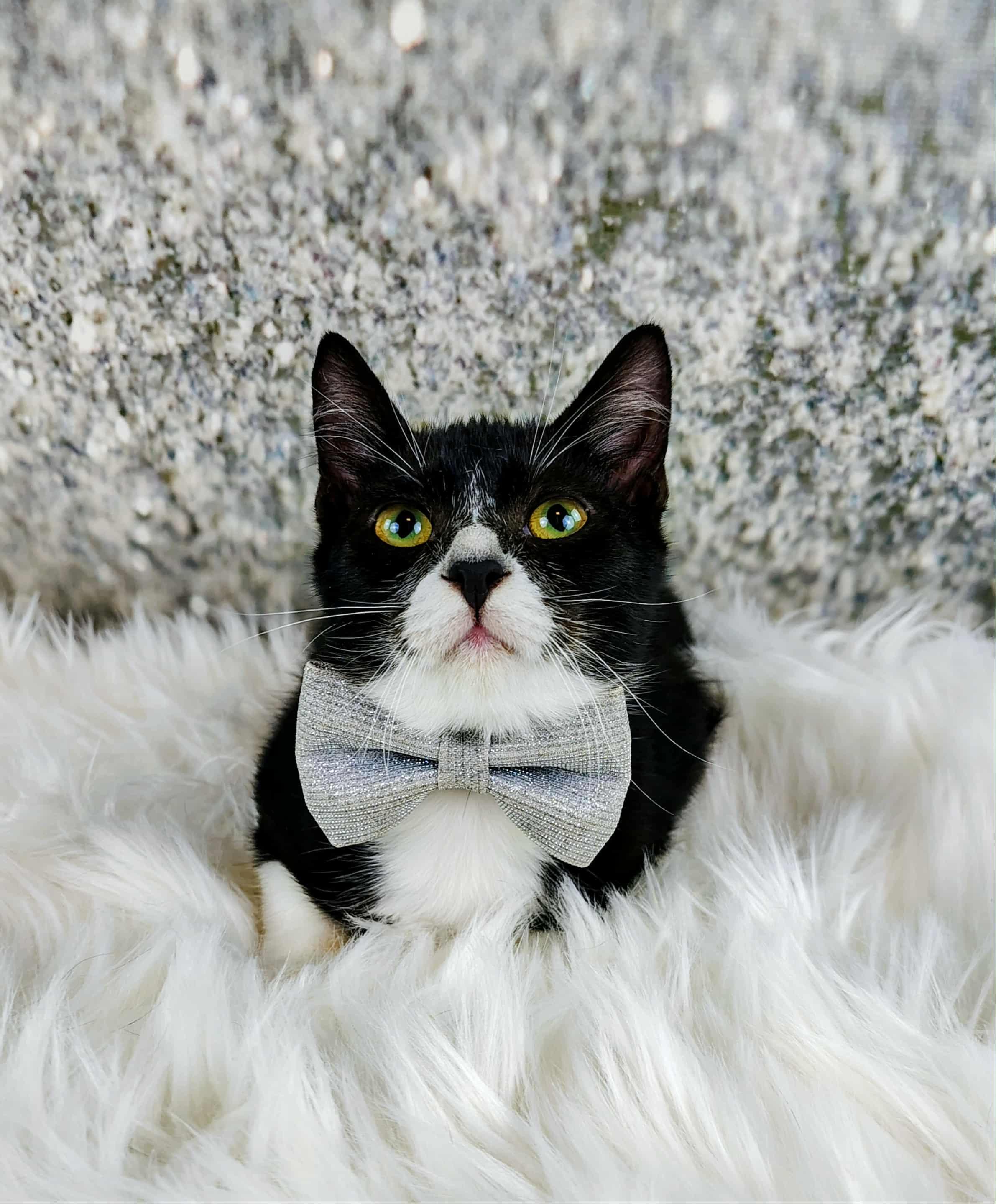 Enlarge Kirk, a Adoptable Domestic Short Hair in Webster, TX image 2/5