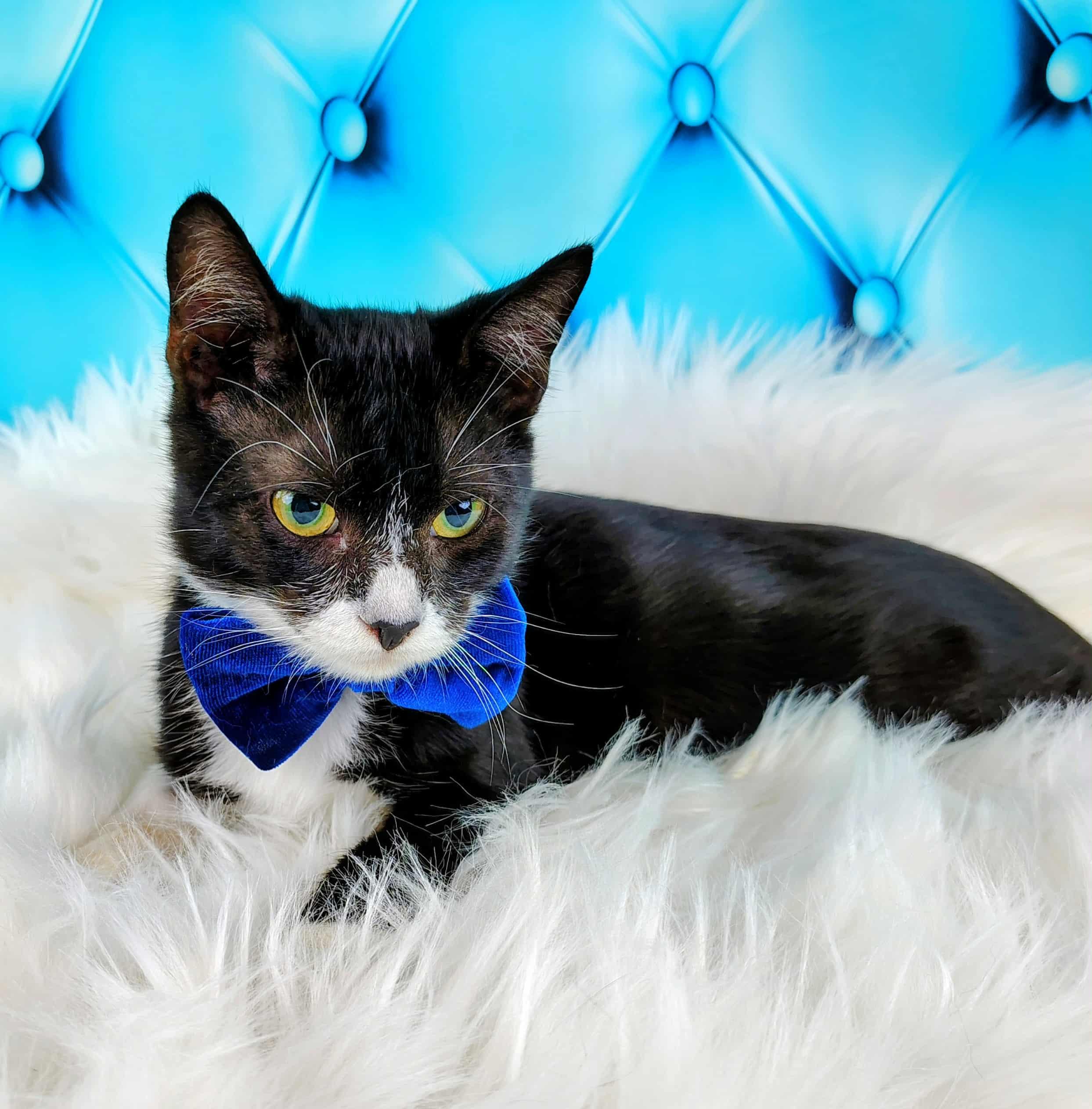 Enlarge Kirk, a Adoptable Domestic Short Hair in Webster, TX image 5/5