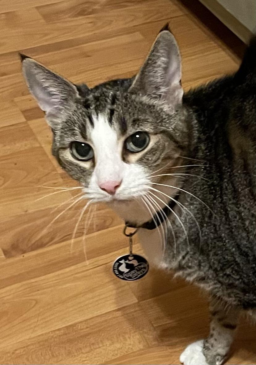 Enlarge Lucy, a Adoptable Tabby in Fern Park, FL image 2/4