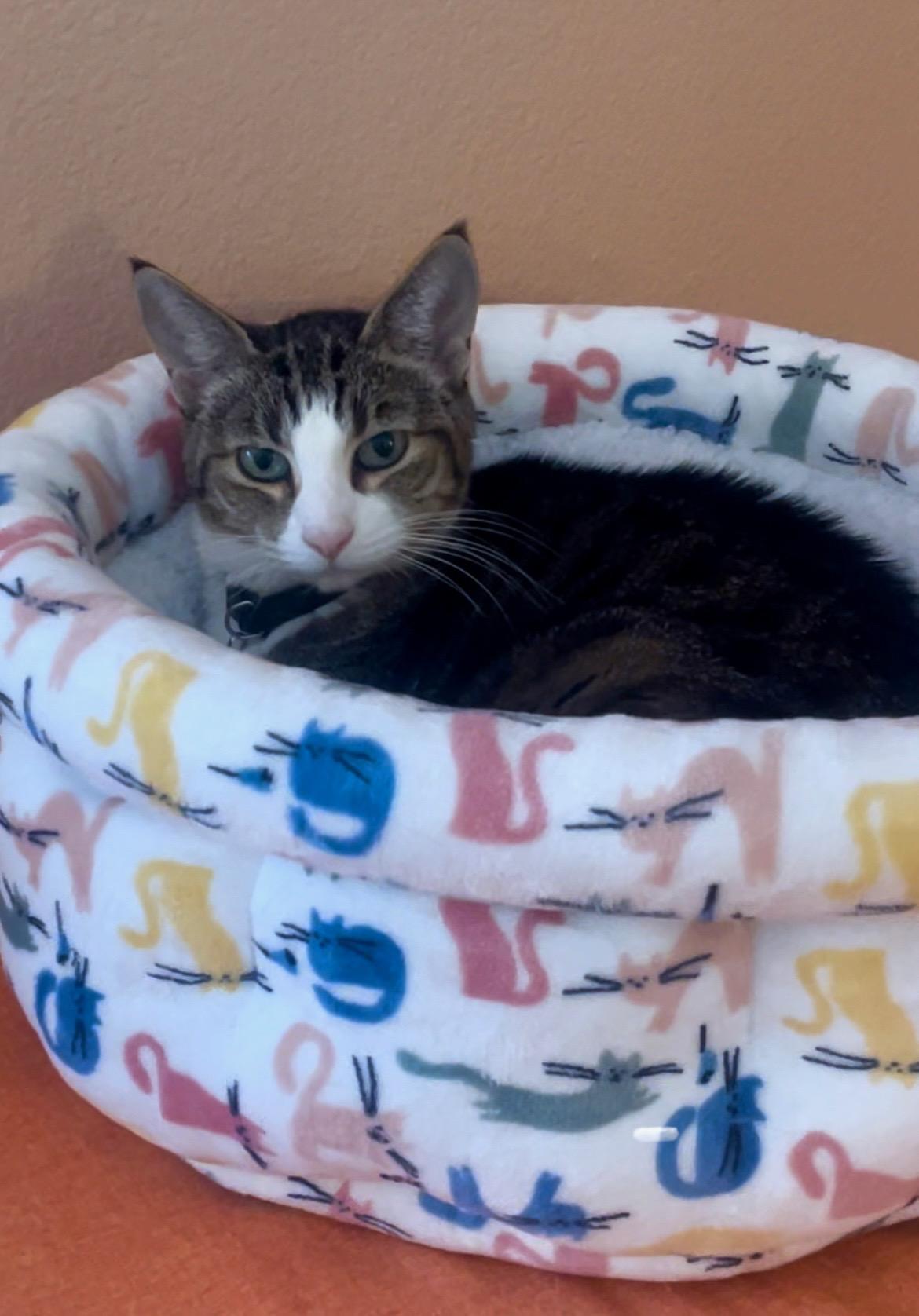 Enlarge Lucy, a Adoptable Tabby in Fern Park, FL image 3/4