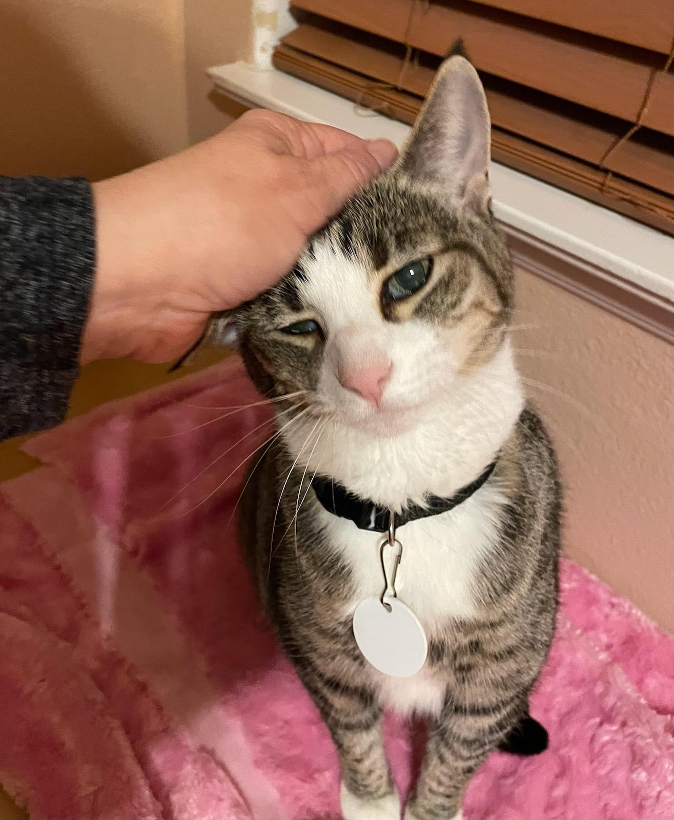 Enlarge Lucy, a Adoptable Tabby in Fern Park, FL image 4/4