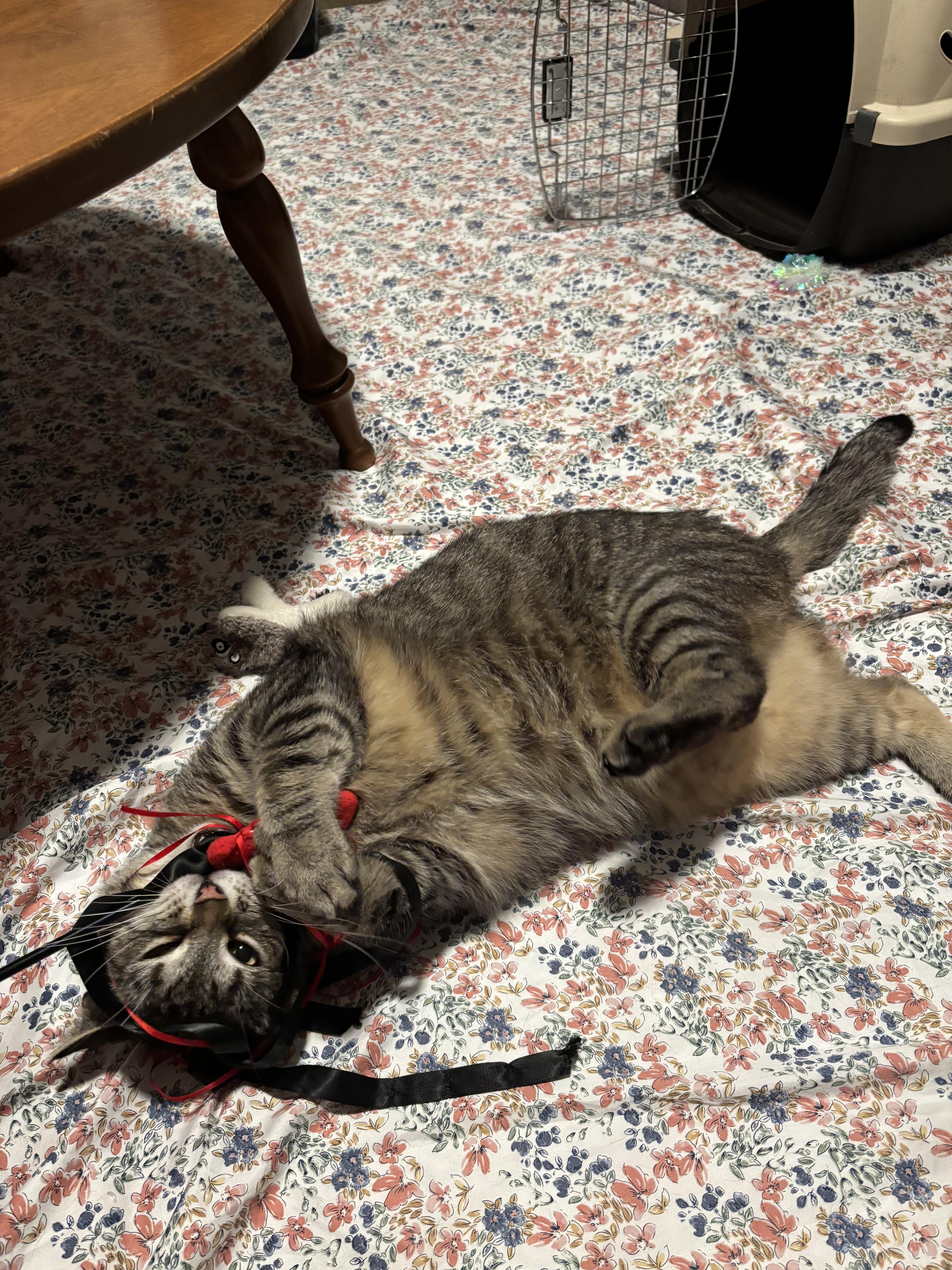Enlarge Jude, a ADOPTABLE Domestic Short Hair in Worcester, MA image 2/6