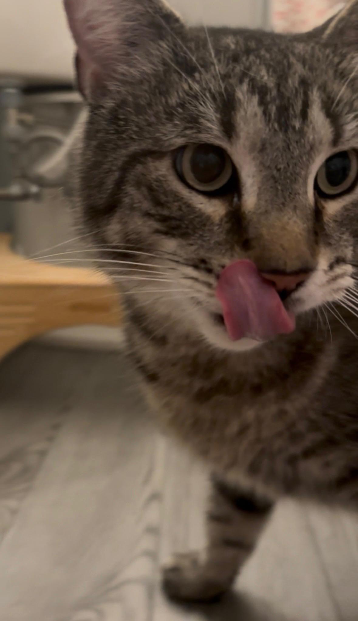 Enlarge Jude, a ADOPTABLE Domestic Short Hair in Worcester, MA image 5/6