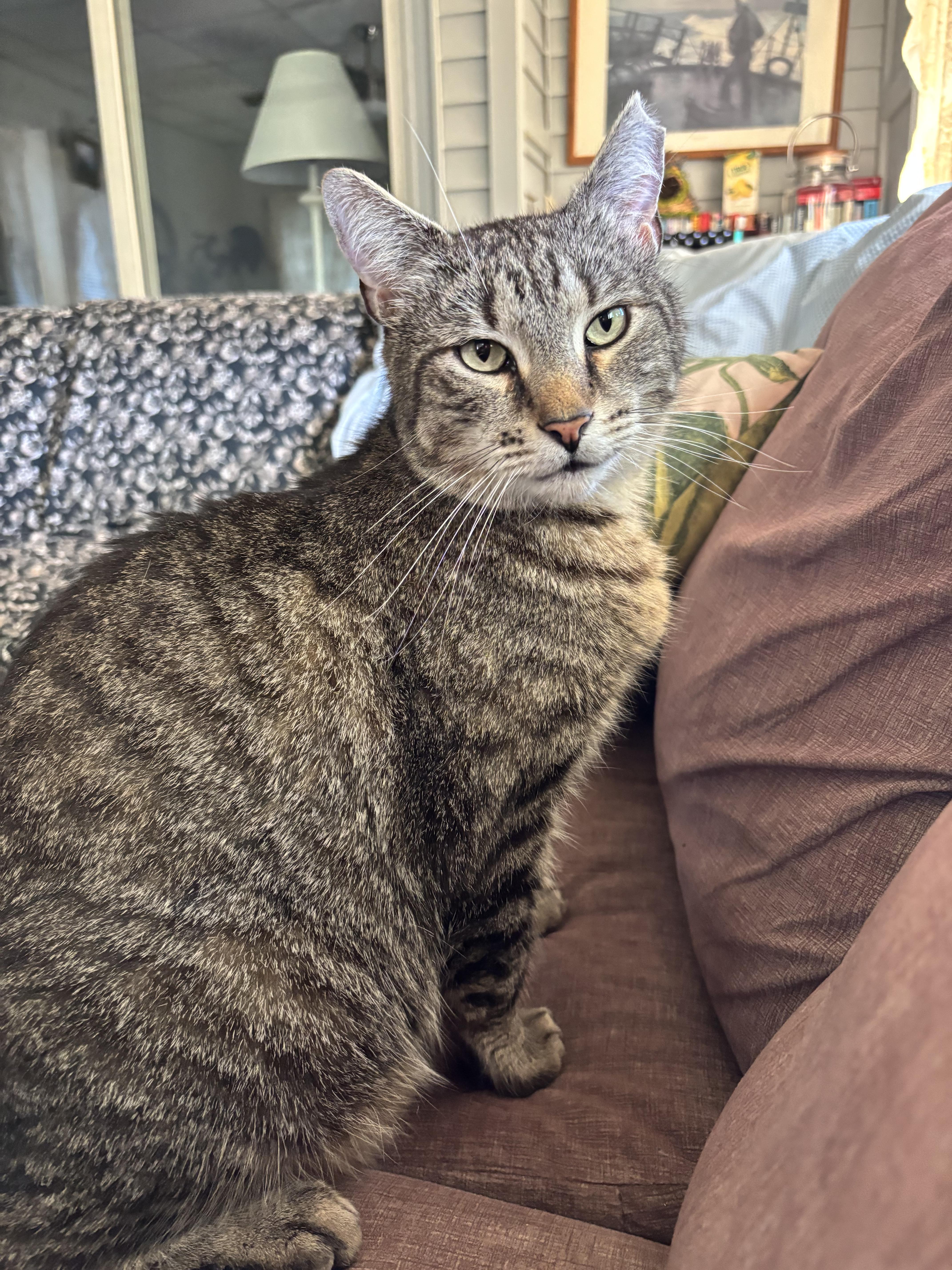 Enlarge Jude, a ADOPTABLE Domestic Short Hair in Worcester, MA image 4/6