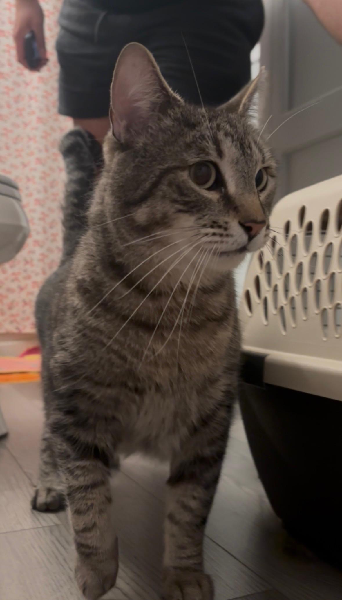 Enlarge Jude, a ADOPTABLE Domestic Short Hair in Worcester, MA image 3/6