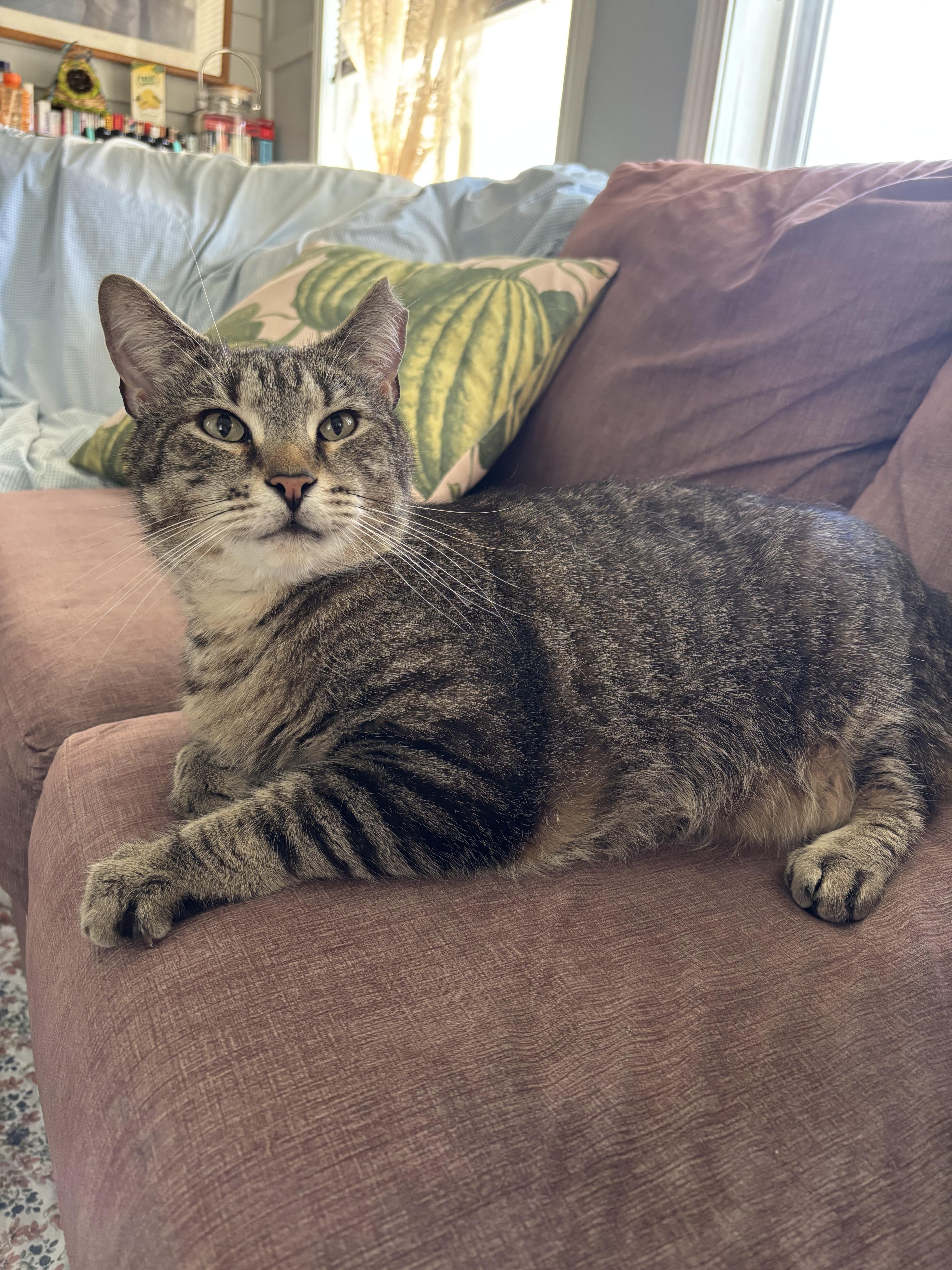 Enlarge Jude, a ADOPTABLE Domestic Short Hair in Worcester, MA image 1/6