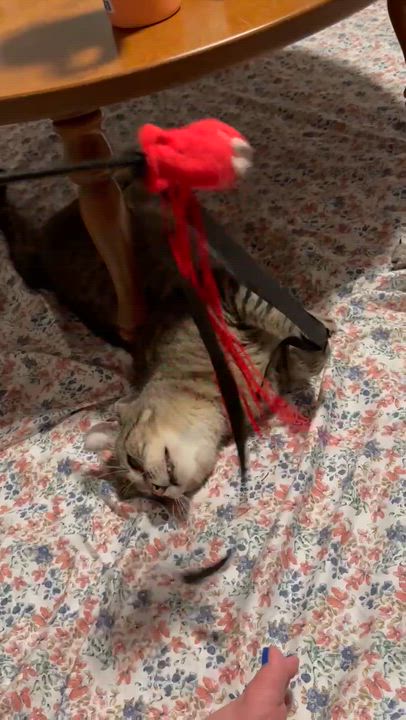 Enlarge Jude, a ADOPTABLE Domestic Short Hair in Worcester, MA video 6/6