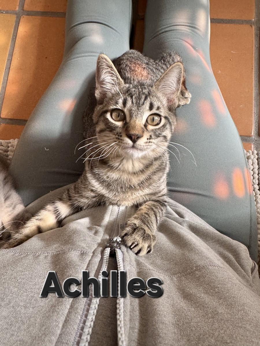 Achilles
