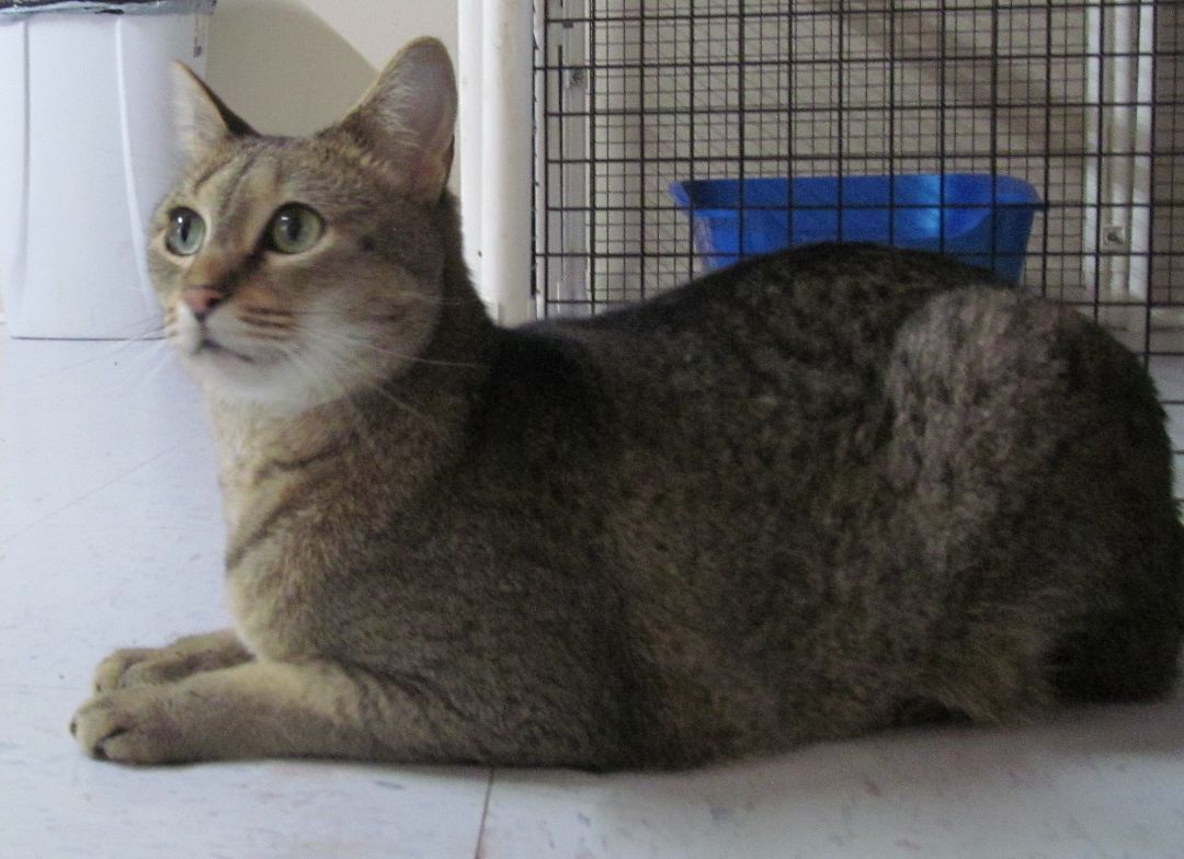 SALT, Adoptable, Adult Male Tabby & Domestic Short Hair.