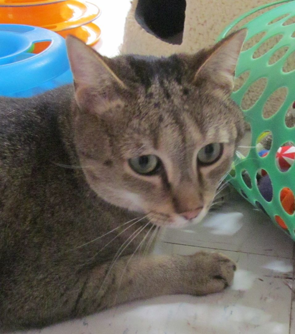 Enlarge SALT, a Adoptable mixed breed in Crystal River, FL image 8/9