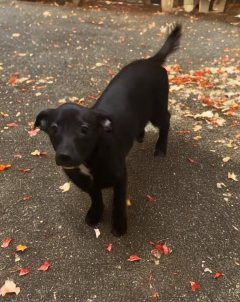 Dan, Adoptable, Puppy Male Chiweenie.