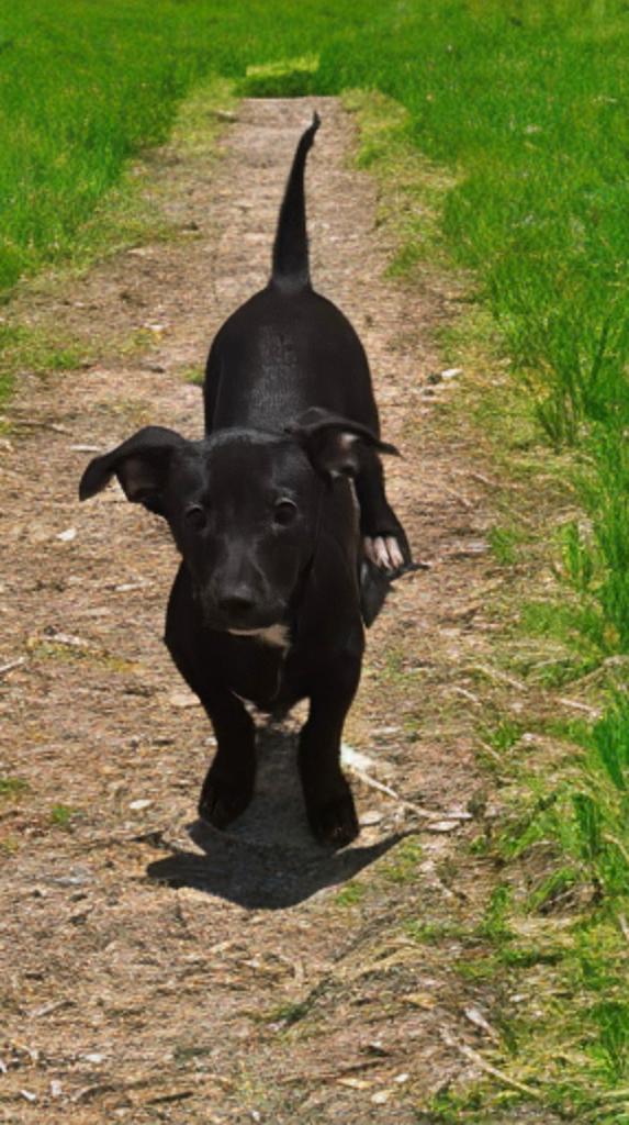 Dan, an adoptable Chiweenie in San Antonio, TX, 78218 | Photo Image 2