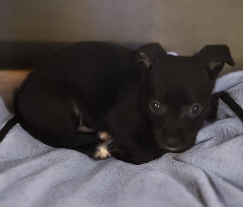Dan, an adoptable Chiweenie in San Antonio, TX, 78218 | Photo Image 4
