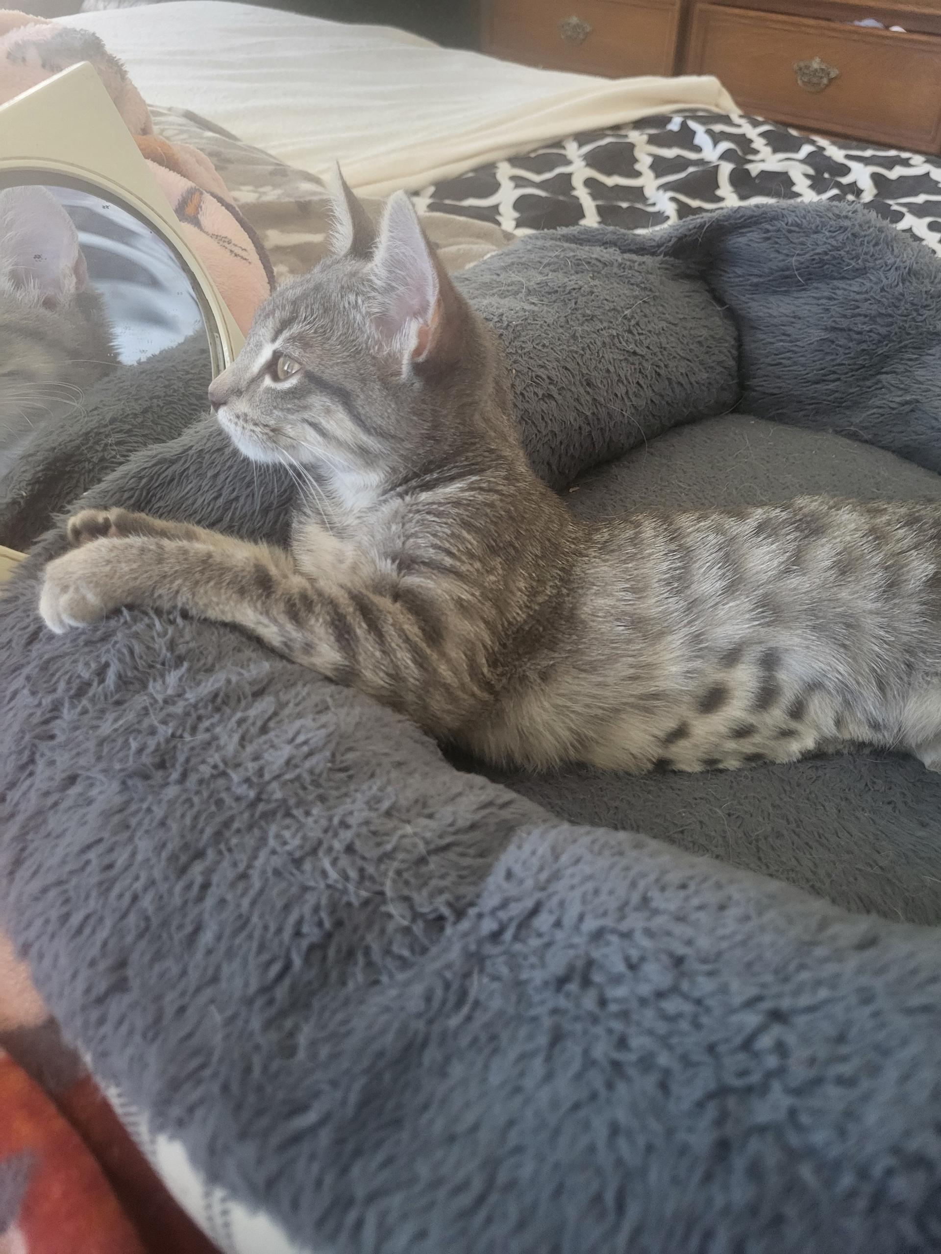 Lizzy, Adoptable, Kitten Female Domestic Medium Hair.