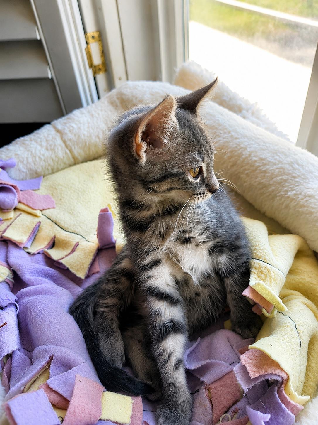 Enlarge Lizzy, a Adoptable Domestic Medium Hair in Rio Linda, CA image 2/3