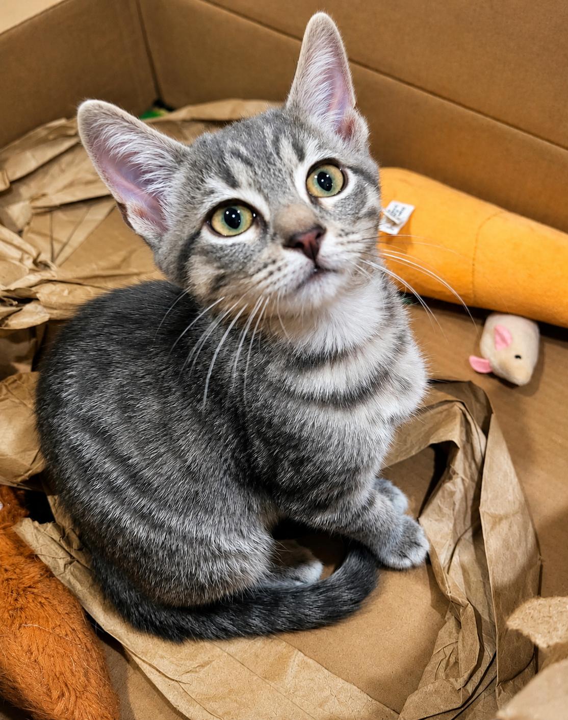 Enlarge Lizzy, a Adoptable Domestic Medium Hair in Rio Linda, CA image 3/3