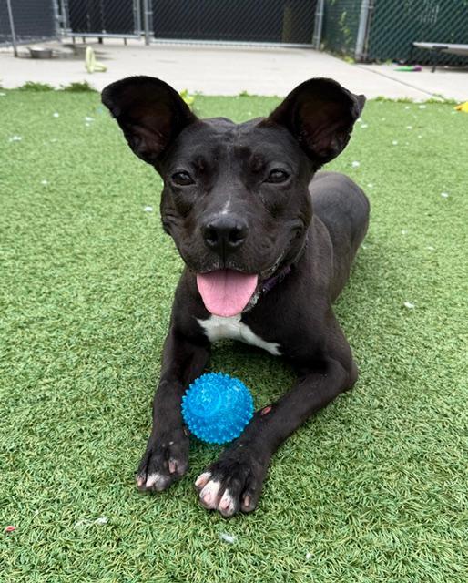 Winter, Adoptable, Young Female Staffordshire Bull Terrier & Australian Kelpie.