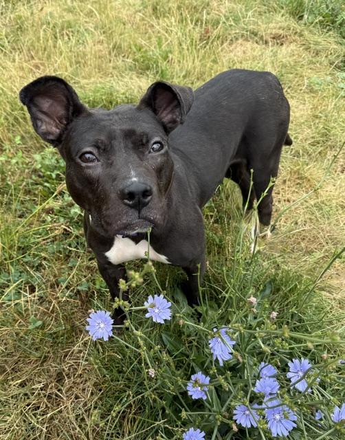 Enlarge Winter, a Adoptable mixed breed in Long Beach, NY image 2/6