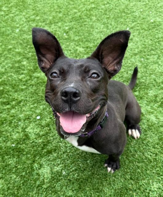 Enlarge Winter, a Adoptable mixed breed in Long Beach, NY image 5/6