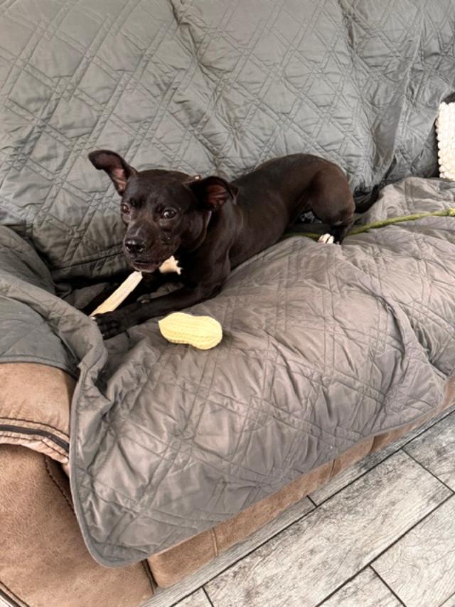 Enlarge Winter, a Adoptable mixed breed in Long Beach, NY image 6/6