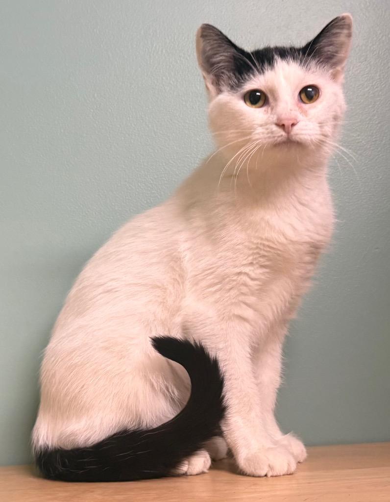 Enlarge Bubbles, an adoptable Domestic Short Hair in Amery, WI image 3/3