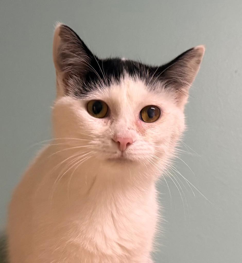 Bubbles, adoptable, Young Female Domestic Short Hair.