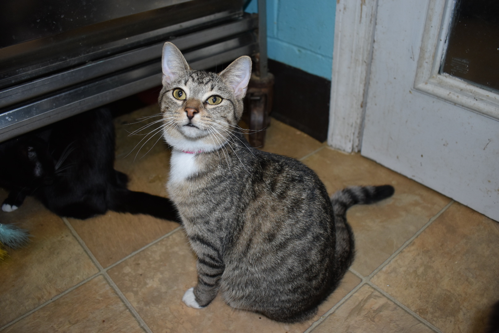 Rue, a Adoptable Domestic Short Hair in Milledgeville, GA image 1/3