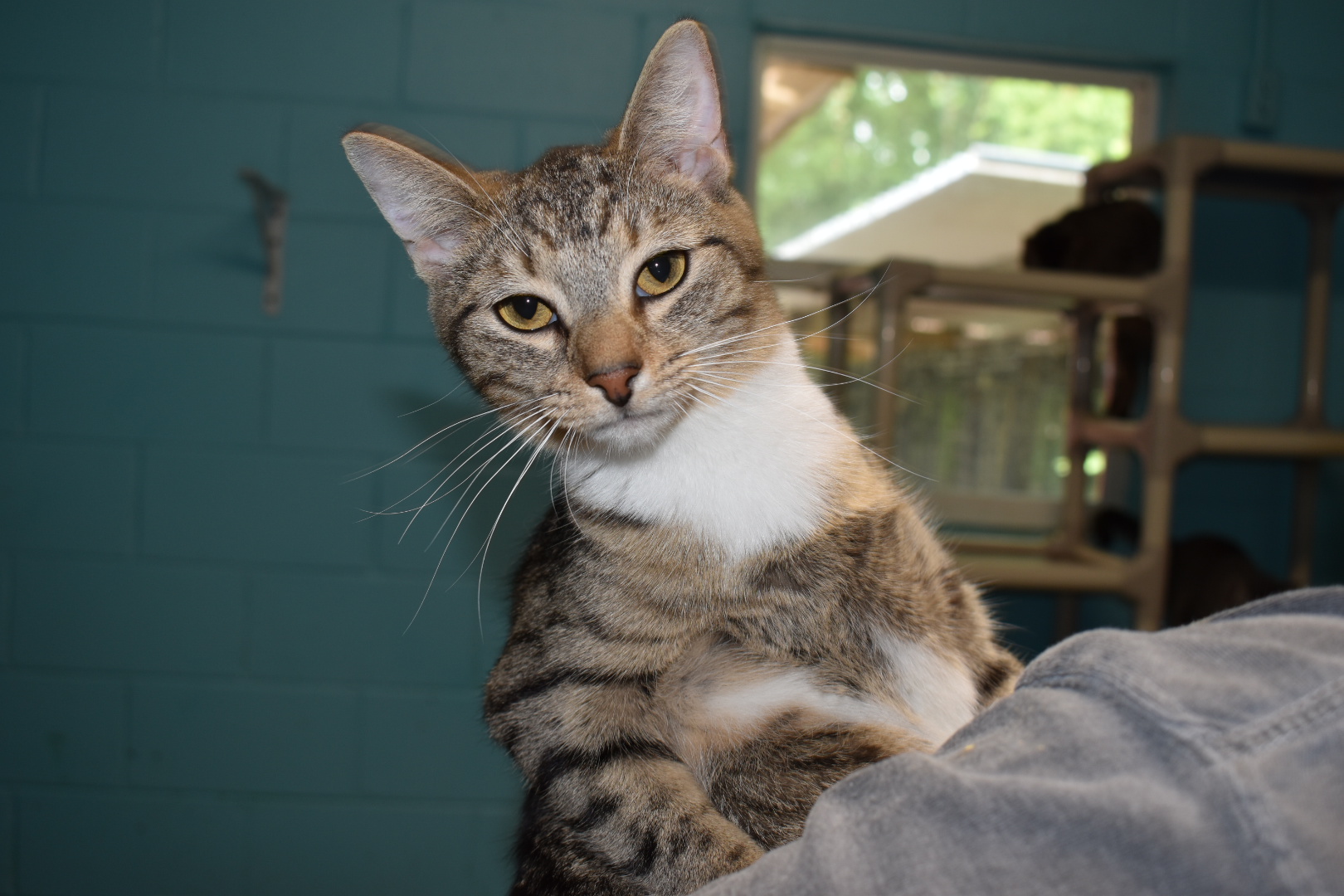 Rue, a Adoptable Domestic Short Hair in Milledgeville, GA image 2/3